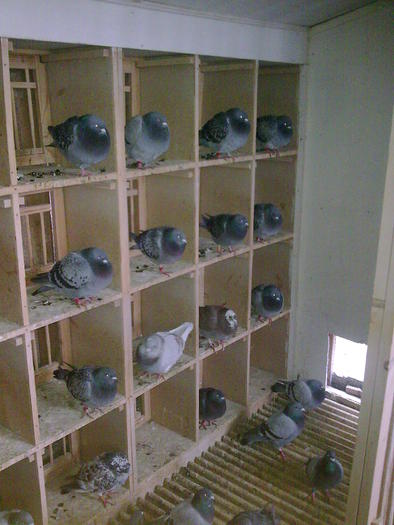 puii 2010 - Crescatorie porumbei pui