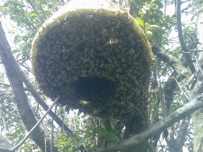 doi roi in cosnita; in aceeasi cosnita s-au asezat doi roi
