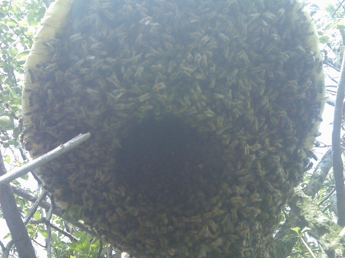 cos de ventilatie; albinele au format uncos pe care sa ajunga aerul pana in interiorul cosului

