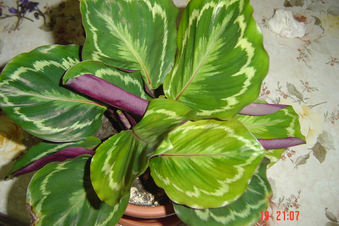 calathea de la Corina