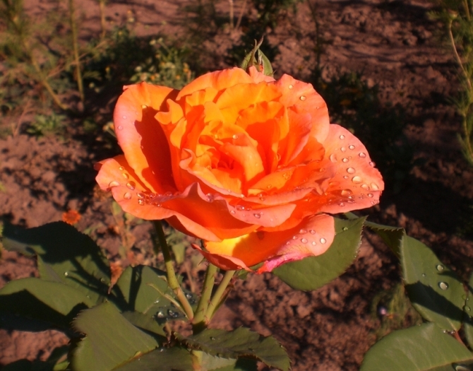 trandafir (19) - Trandafiri