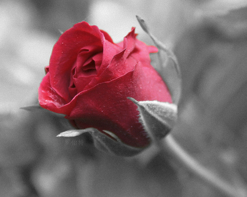 trandafir (28) - Trandafiri