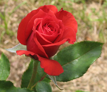 trandafir (30)