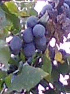 ce de prune - pomi 2010 toamna