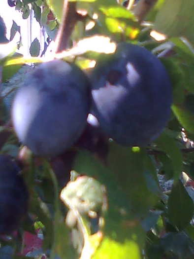 doua prune negre - pomi 2010 toamna