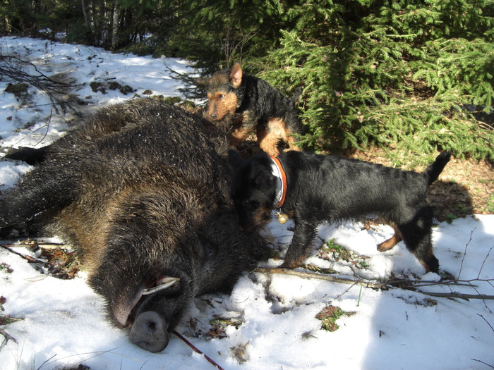 Radar si Zana, utankereses - Radar