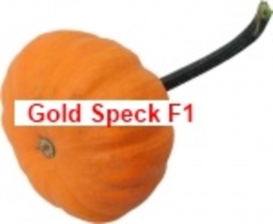 Gold Speck F1 - Mini Pumpkins