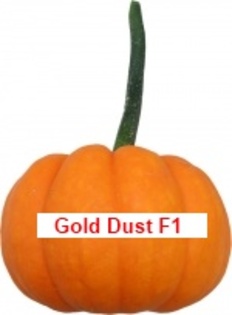 Gold Dust F1 - Mini Pumpkins