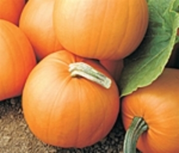 Orange Smoothie F1 - Little Pumpkins