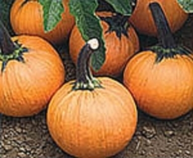 Mini Treat - Little Pumpkins