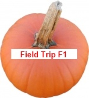 Field Trip F1 - Little Pumpkins