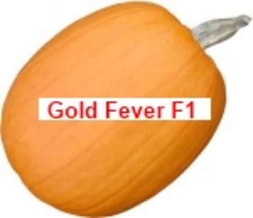 Gold Fever F1 - Medium Pumpkins