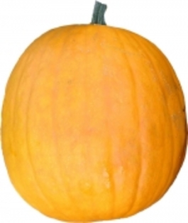Bushkin - Medium Pumpkins
