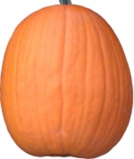 Harvest Jack F1 - Big Pumpkins