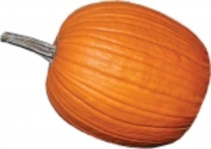 Champion F1 - Big Pumpkins