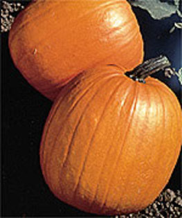 Appalachian - Big Pumpkins