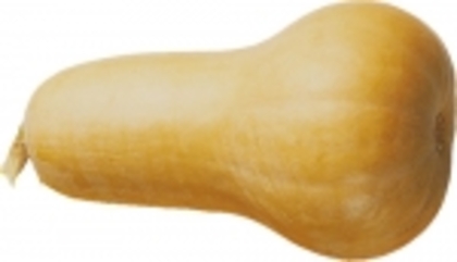 Bugle F1 - Butternut Pumpkin