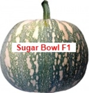 Sugar Bowl F1