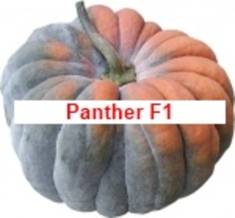 Panther F1 - Mix2