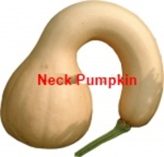 Neck Pumpkin
