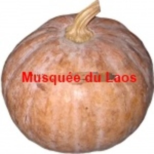 Musquée du Laos