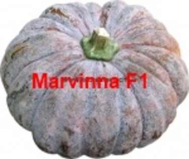 Marvinna F1