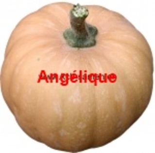 Angélique