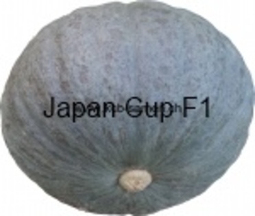 Japan Cup F1 - Buttercups - Kabocha