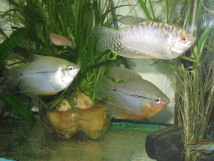 Leeri ,Gurami Galben