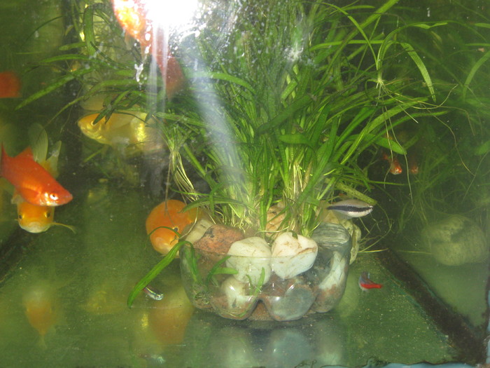 Mixt; Xifo,Caras auriu,Palmeri
