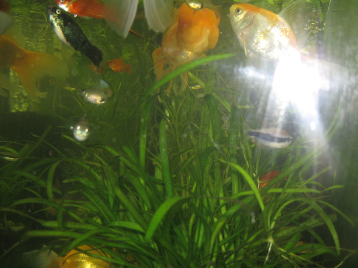 Mixt; Caras,Xifo,Palmeri
