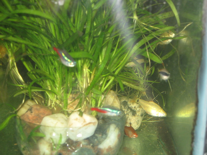 Neon,Schuberti,Callistus,Palmeri