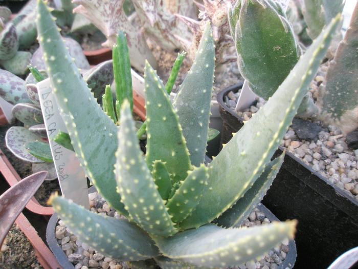 Aloe ramosissima - 16.10.2008 - ramosissima