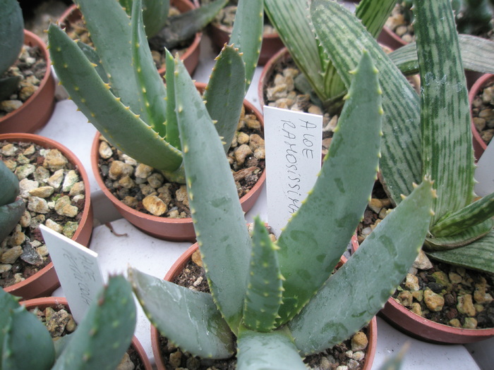 Aloe ramosissima - din locul cumpararii! - ramosissima