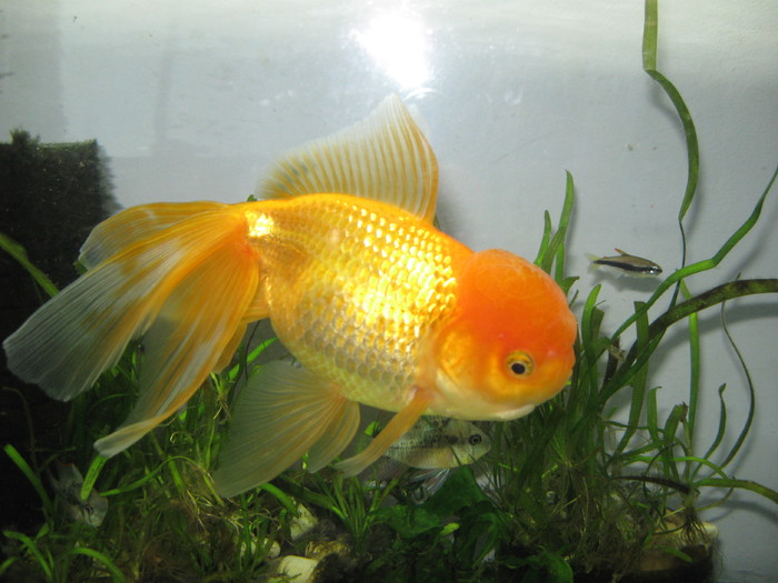 Caras auriu - Pesti de acvariu