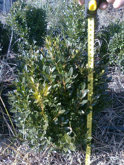 Fotografie0395 - ciobanesc  caucazian