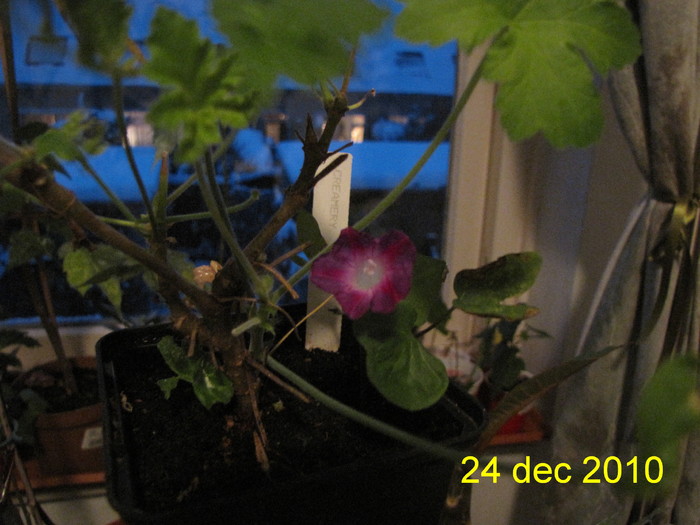 Ipomoea in ghiveci 24 dec 2010