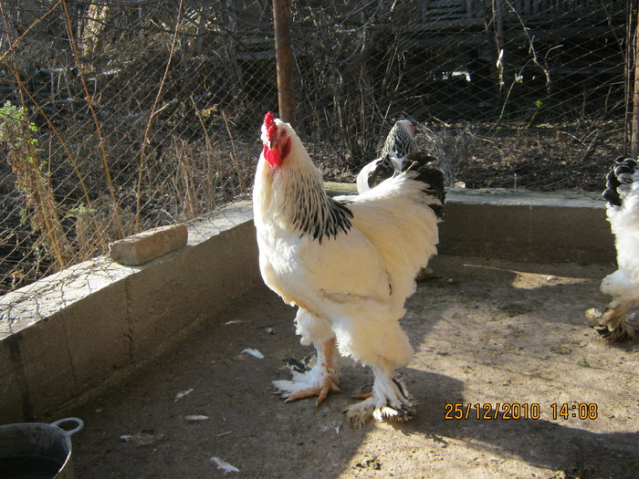 IMG_0066 - Brahma herminat deschis
