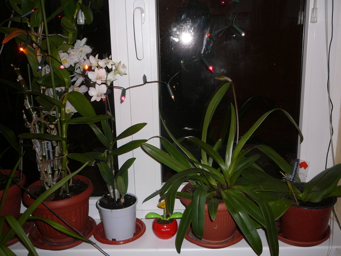 4 dintre orhideele mele - ORHIDEE