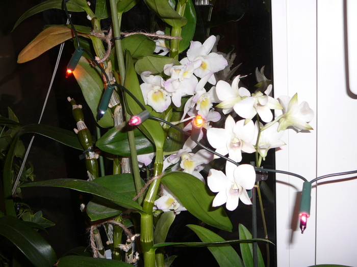 flori dendrobium phale + nobile - ORHIDEE