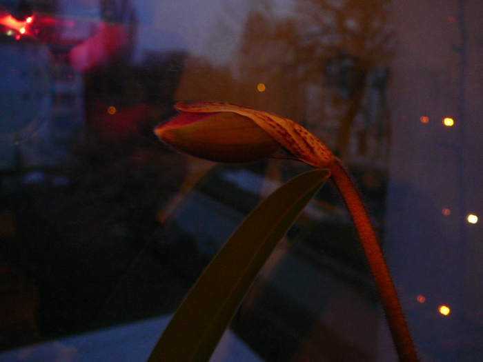 Boboc Paphiopedilum