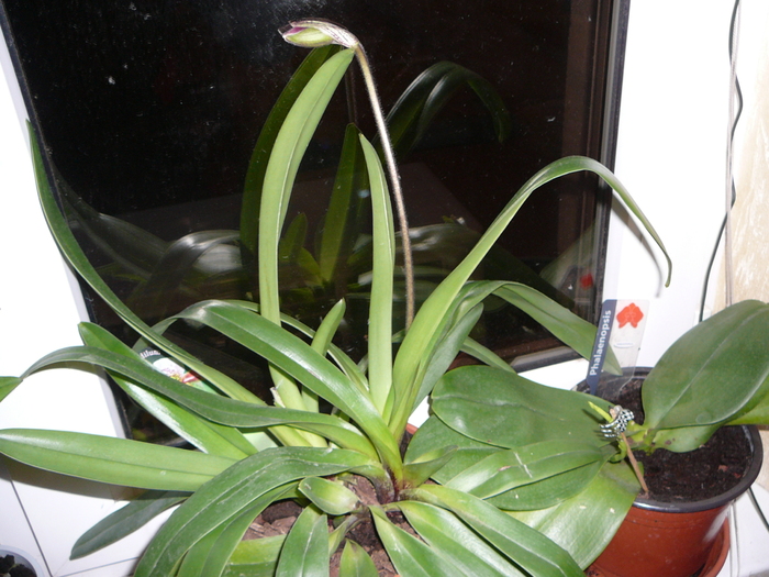 Tija Paphiopedilum