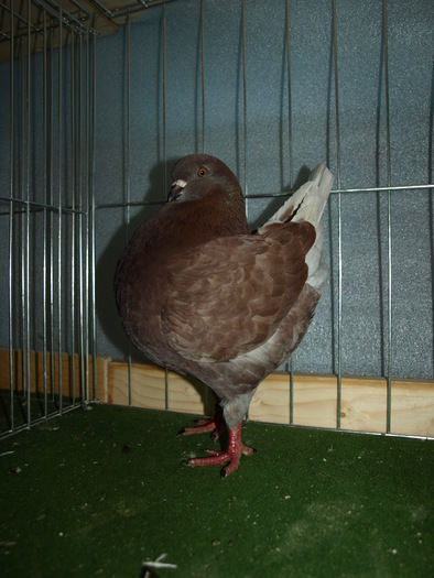 1-0 rosu dom champion,2010