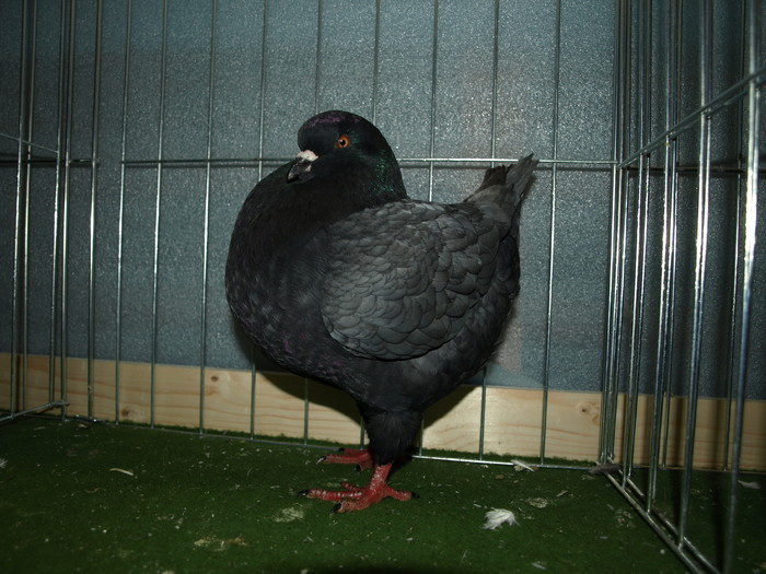 1-0,andaluz,Champion,.2010; Vandut
