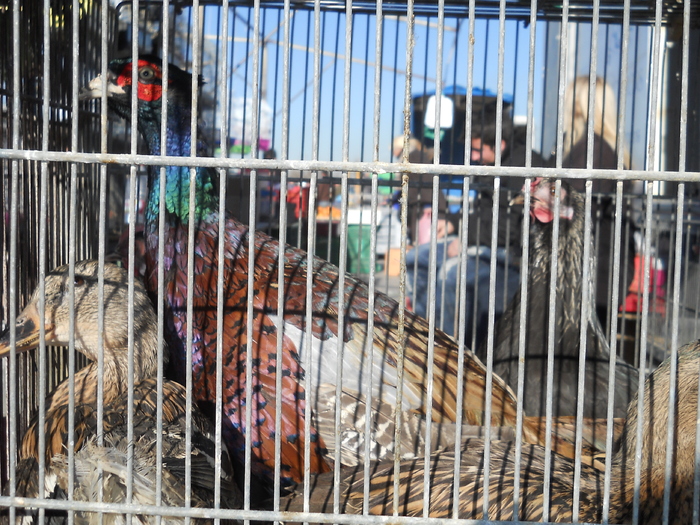 DSCN2274 - piata din Bonavista