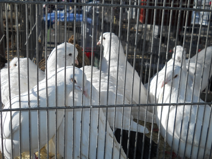 DSCN2277 - piata din Bonavista