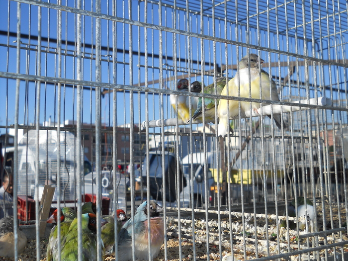 DSCN2278 - piata din Bonavista