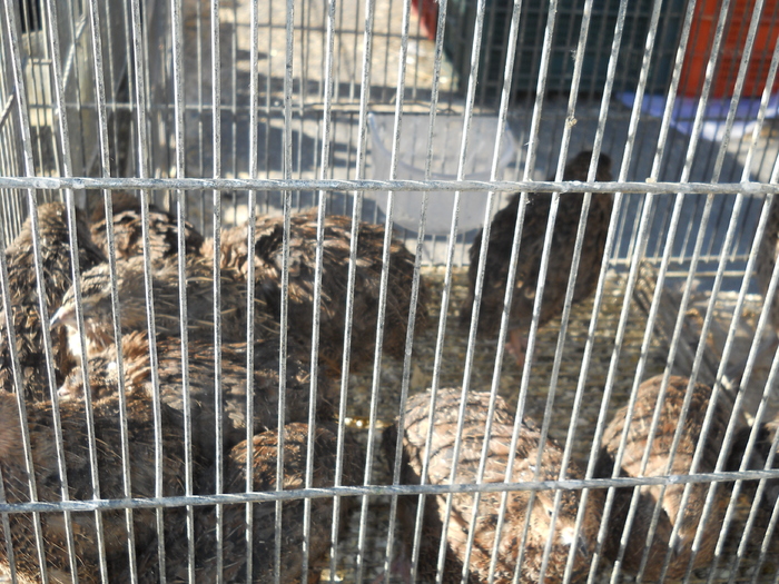 DSCN2279 - piata din Bonavista