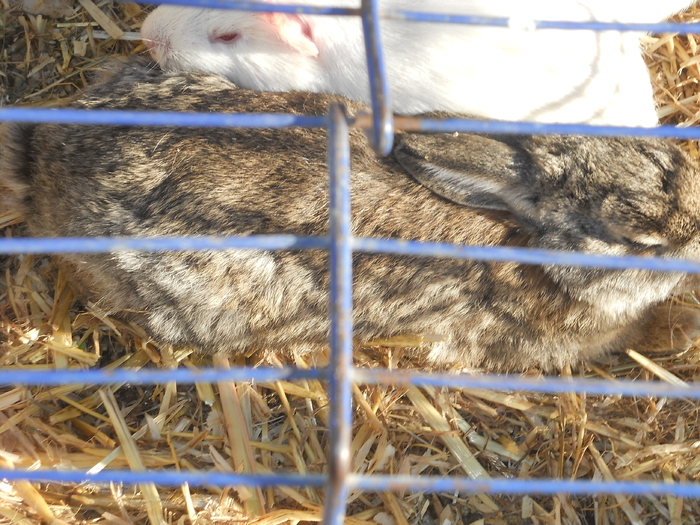 DSCN2282 - piata din Bonavista