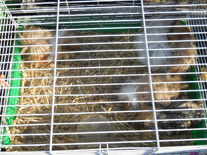 DSCN2283 - piata din Bonavista